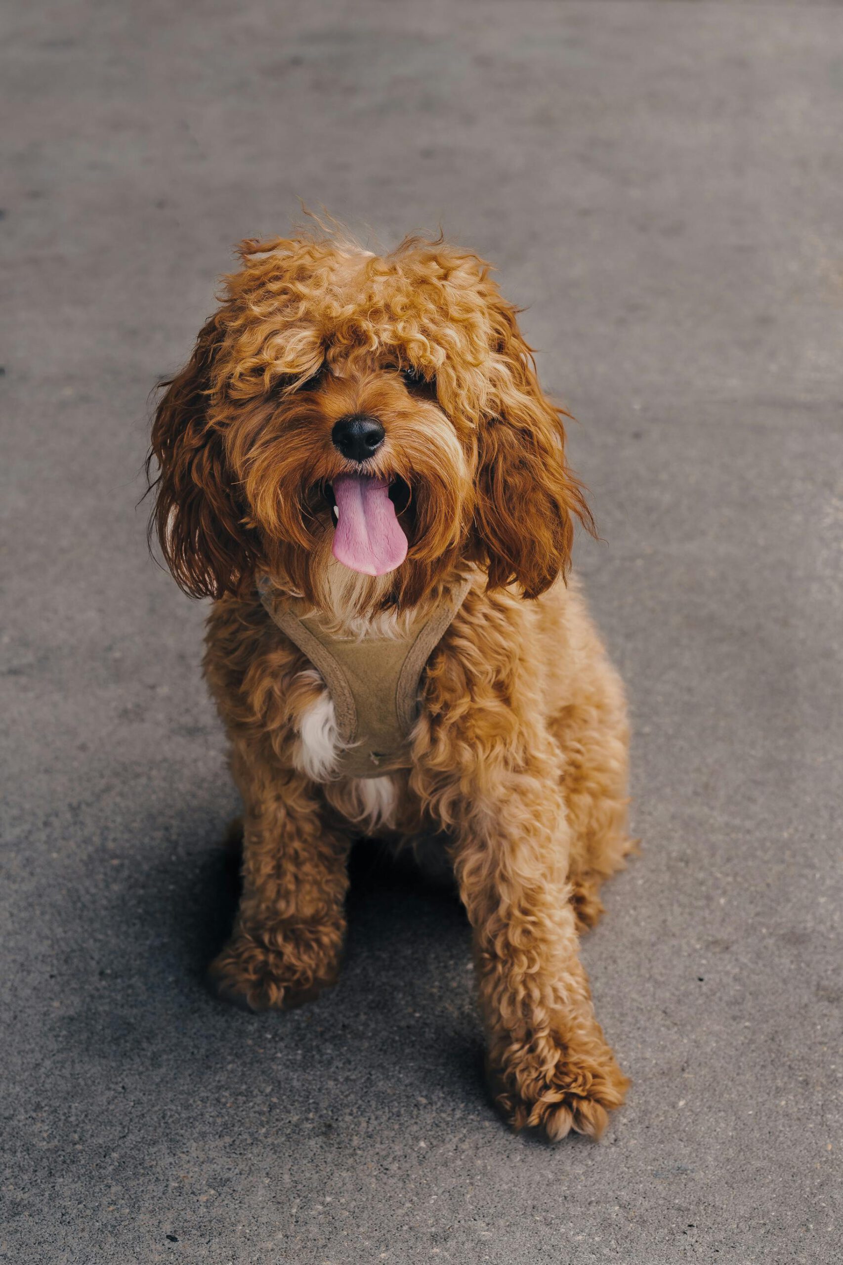 Your Premier Destination for Quality Cavapoo Puppies in Ohio
